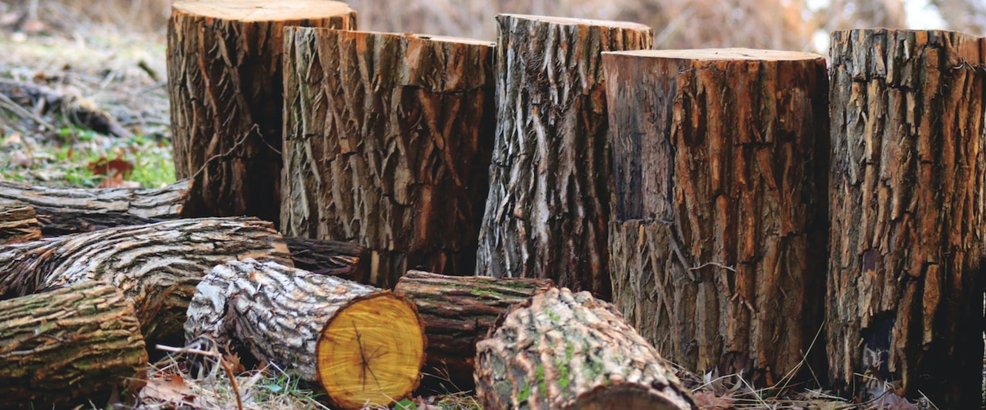 Stump Grinding In Mississippi: How Can A Landscaping Service Or A Tree Service Company Help You?