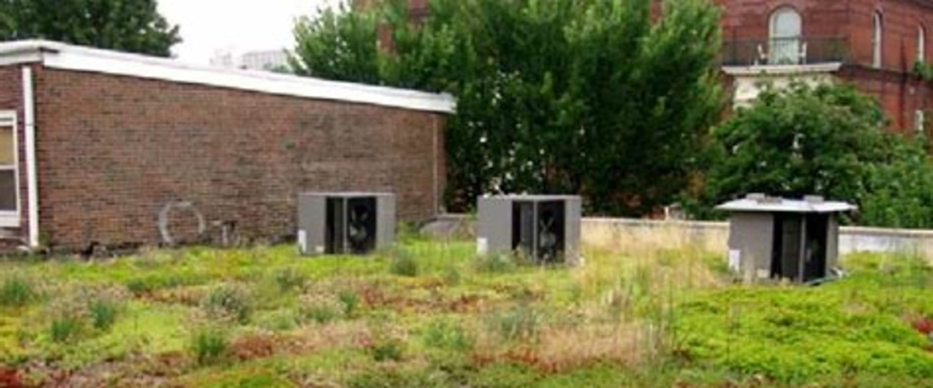 The Rarely Discussed Impact of Roofing Runoff on Landscape Design and Plant Health