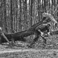 Why Tree Removal Service Strengthens Landscaping Services in Maysville