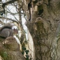 Murfreesboro Landscaping Services: Why Wildlife Removal Is Essential For A Thriving Yard