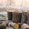 Stump Grinding In Mississippi: How Can A Landscaping Service Or A Tree Service Company Help You?