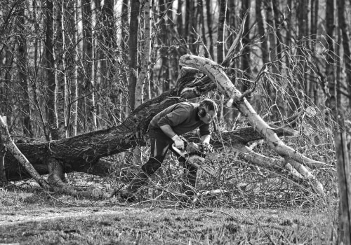 Why Tree Removal Service Strengthens Landscaping Services in Maysville
