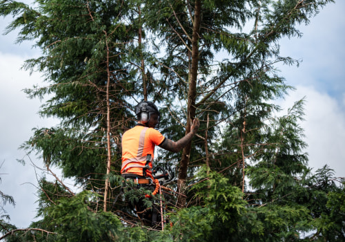 How A Tree Service Provider Can Improve Your Landscaping Project With Professional Tree Cutting In Kalamazoo?
