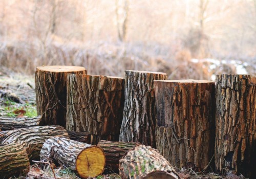 Stump Grinding In Mississippi: How Can A Landscaping Service Or A Tree Service Company Help You?